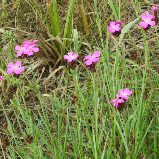 Dianthus carthusianorum