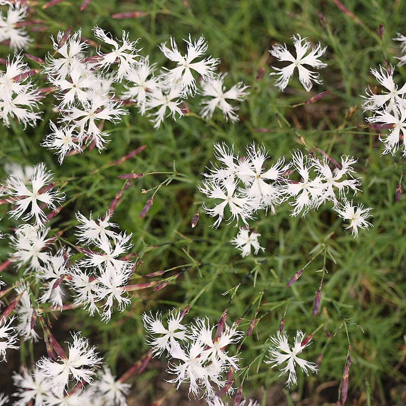 Dianthus arenarius