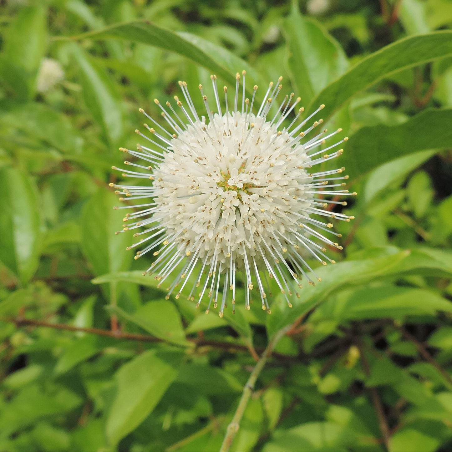 Cephalanthus occidentalis