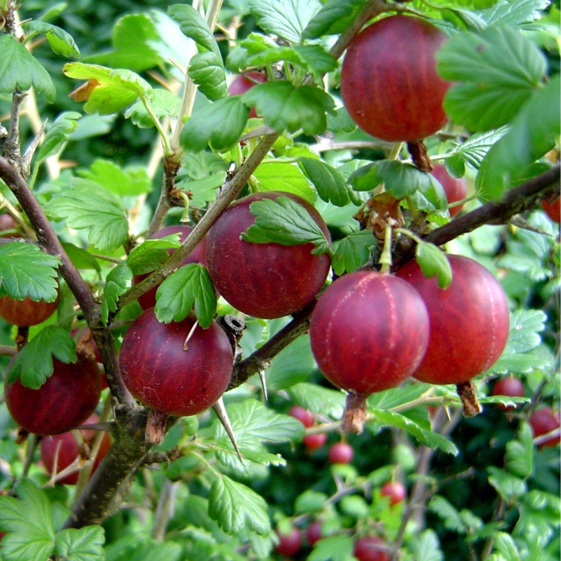 Ribes X 'Captivator'