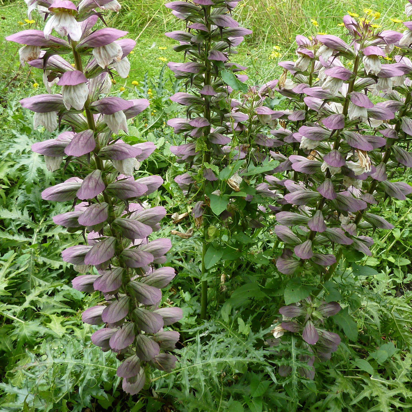 Acanthus spinosus