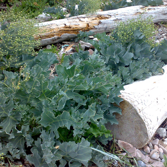 Crambe maritima