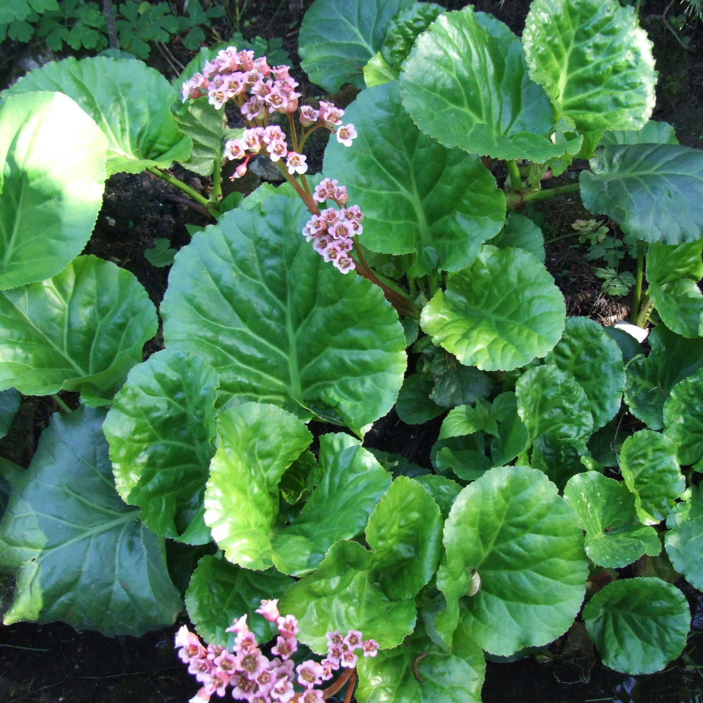 Bergenia cordifolia