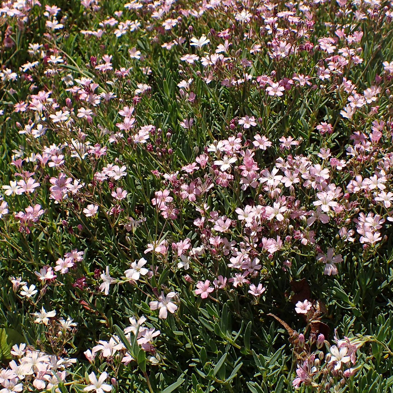 Gypsophila repens 'Rosea'