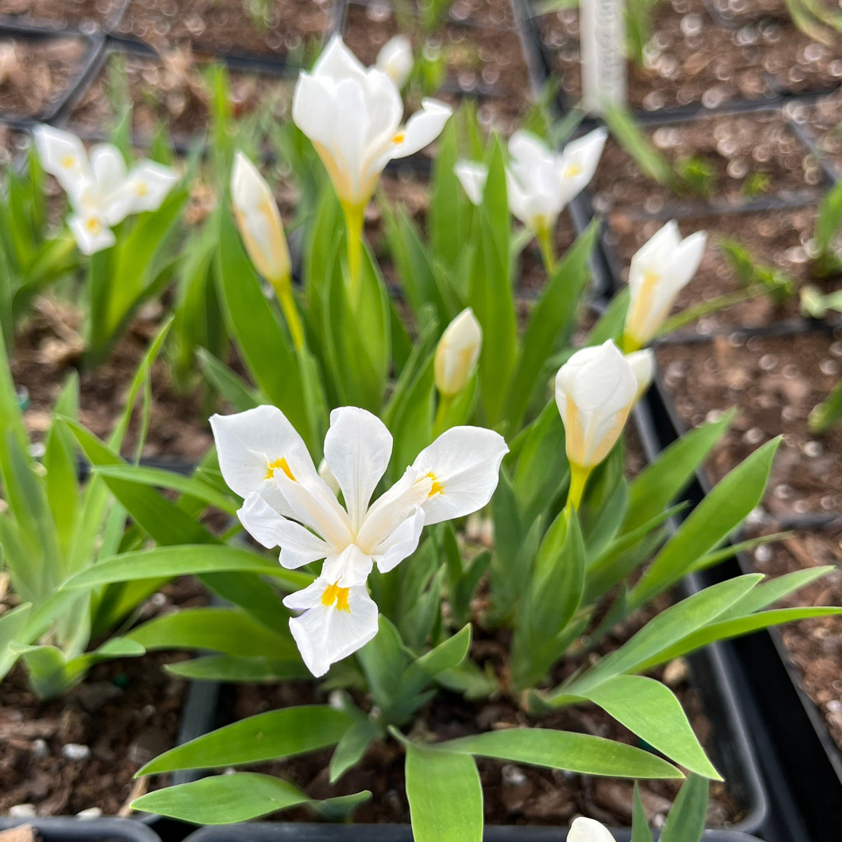 Iris cristata ‘Tennessee White’ - Dwarf Crested Iris - Live Plant For