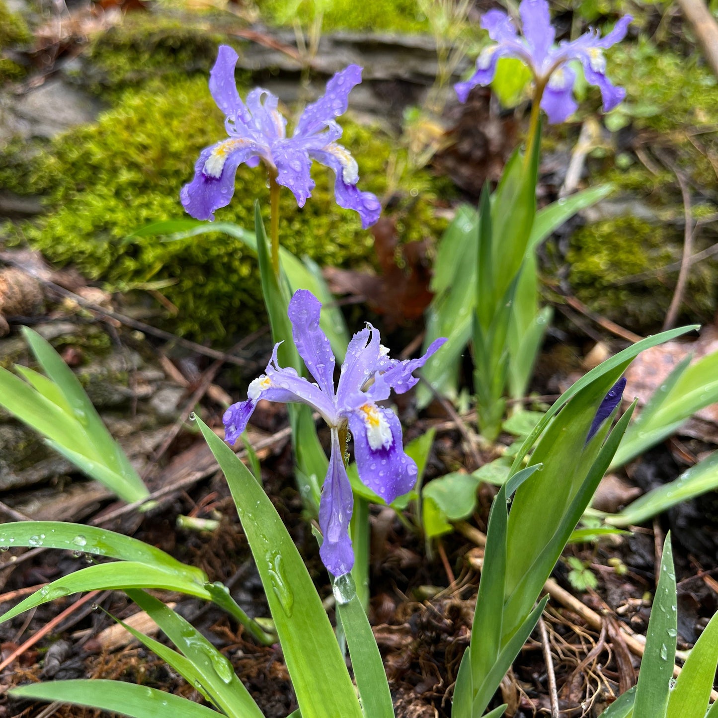 dwarf crested iris in flower