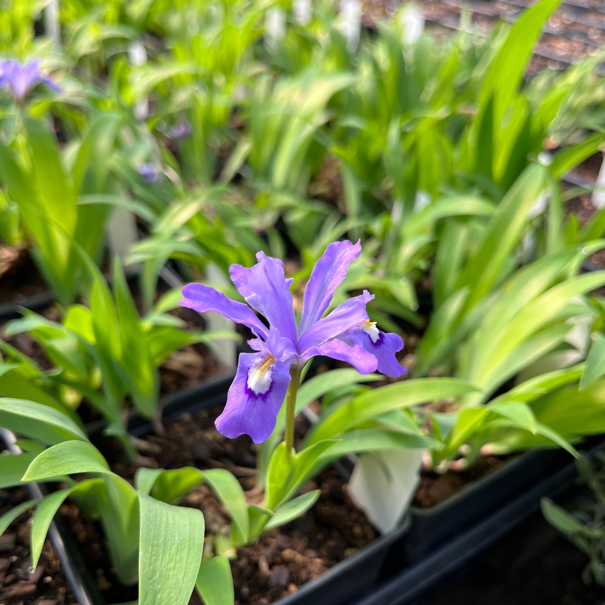 closeup of iris cristata flower