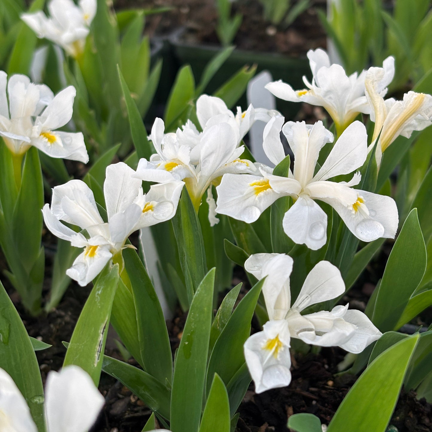 Iris cristata 'Tennessee White'