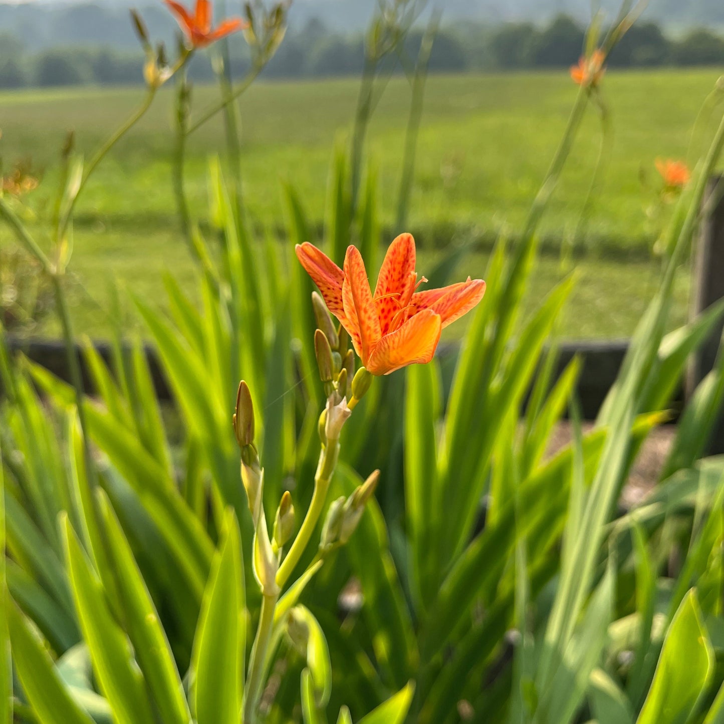 Iris domestica