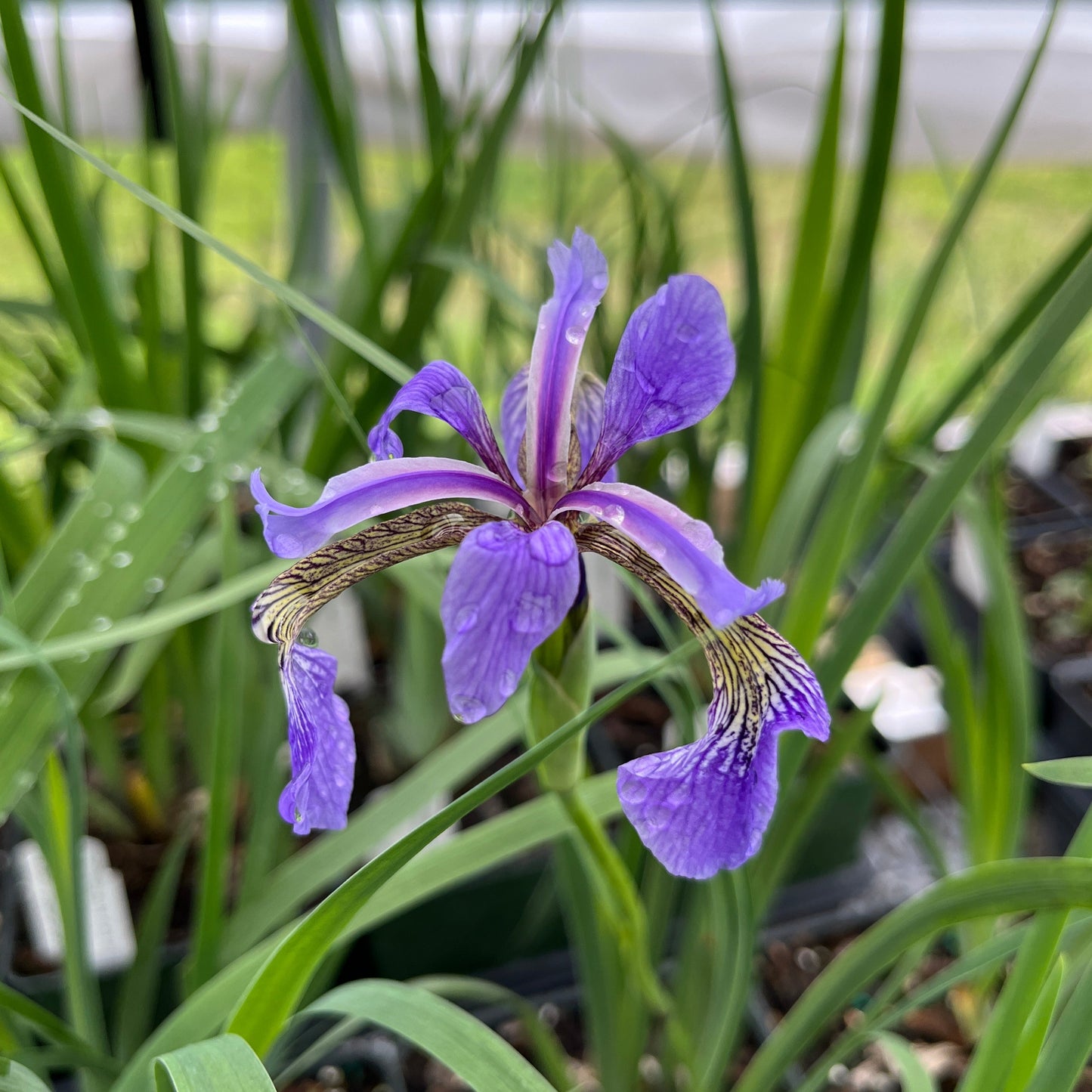 closeup of iris versicolor flower