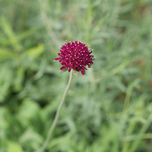 Knautia macedonica