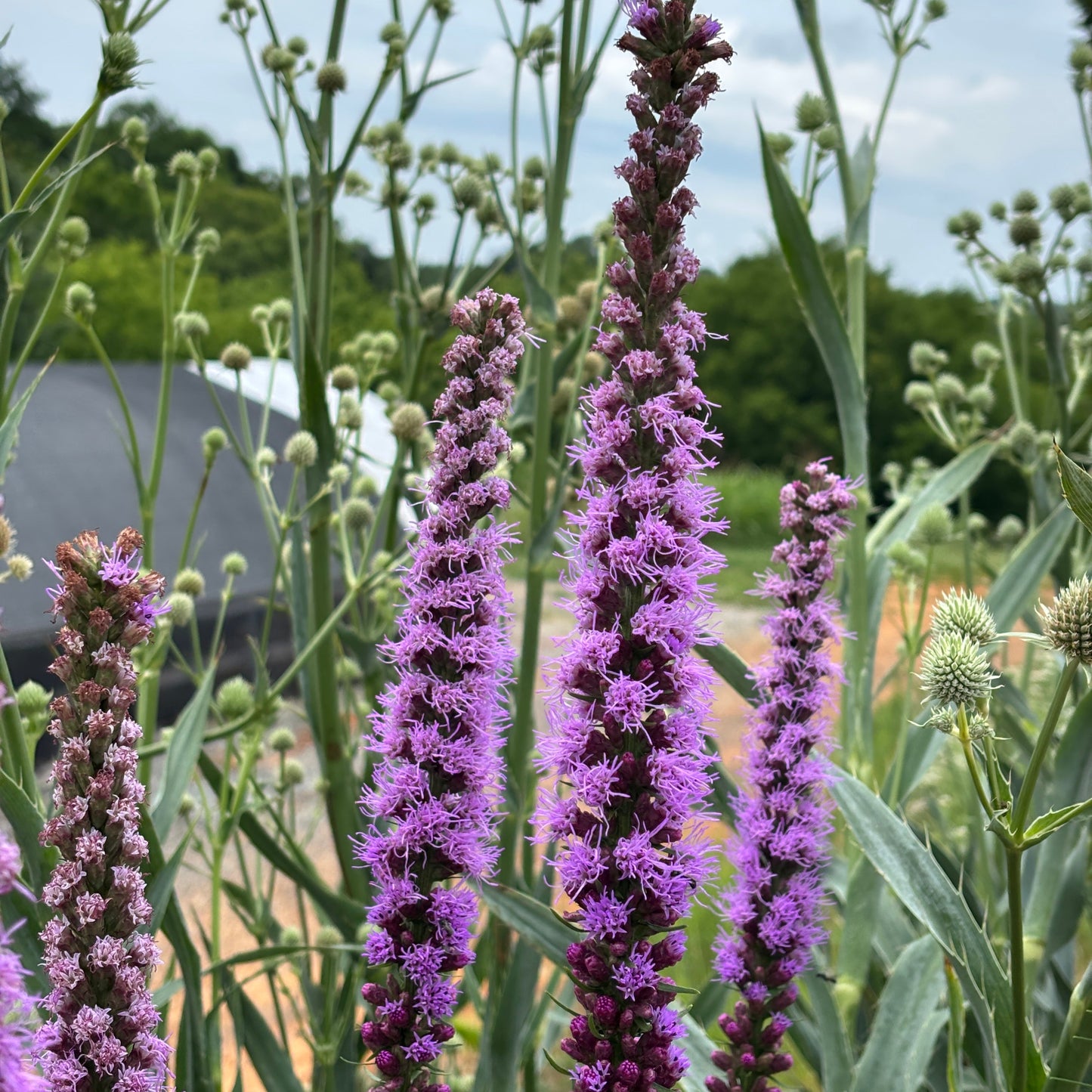 Liatris spicata