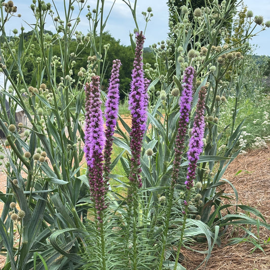 Liatris spicata