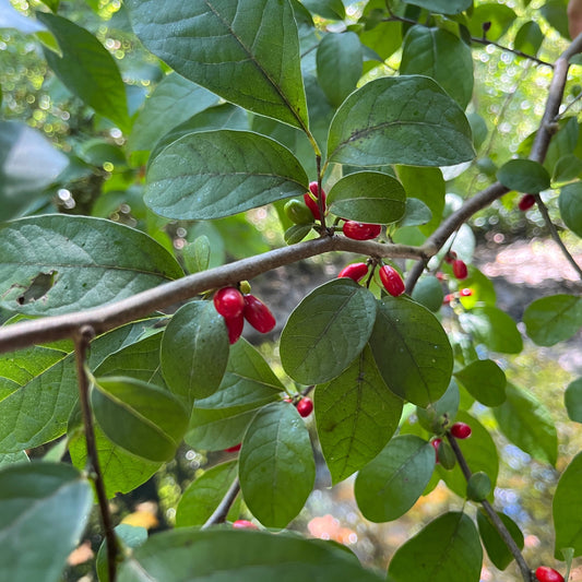 Lindera benzoin