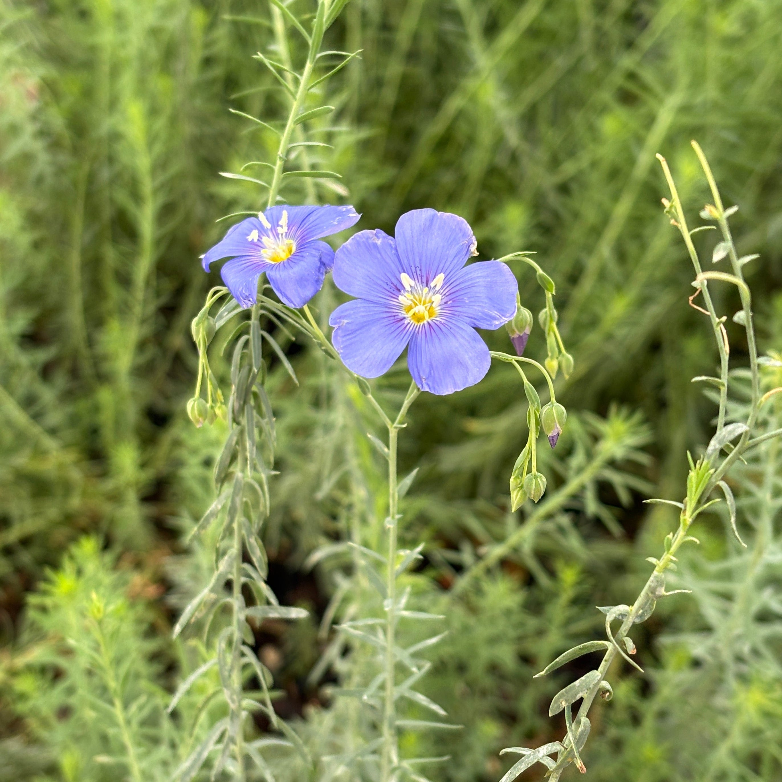 Casablana_liliumとなっております Plants That Start With L – Green Canvas Farms