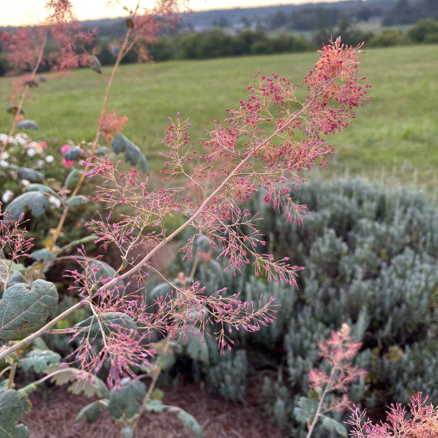 Macleaya microcarpa