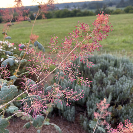 Macleaya microcarpa