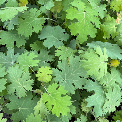 Macleaya microcarpa