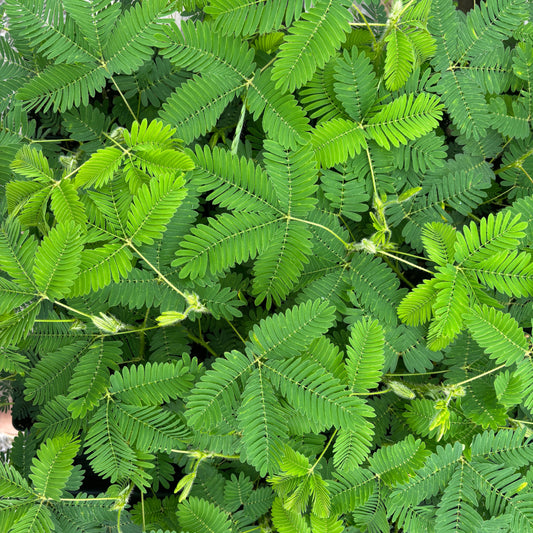 Mimosa pudica