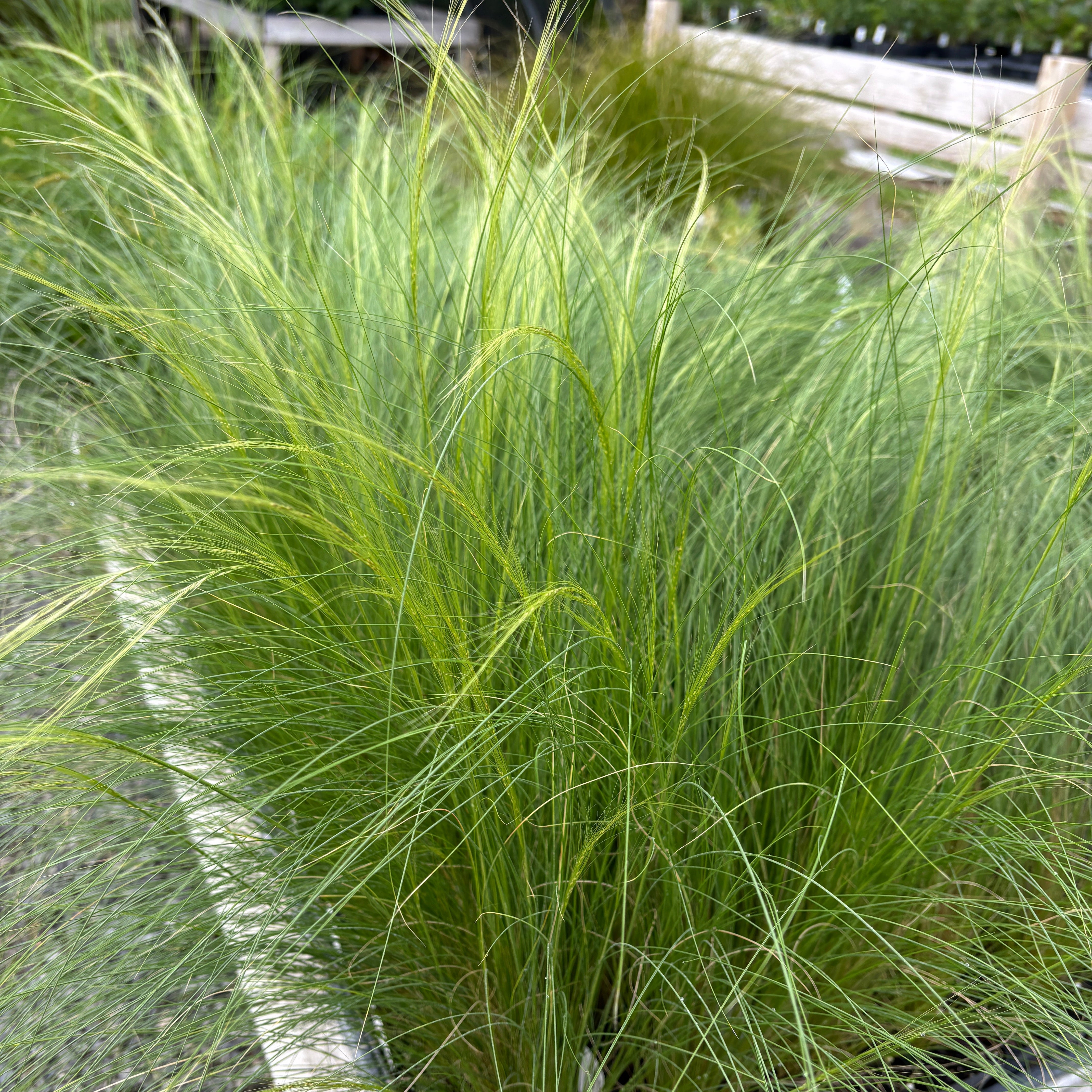 Plants That Start With N – Green Canvas Farms