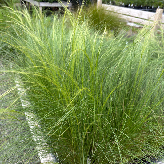 Nassella tenuissima