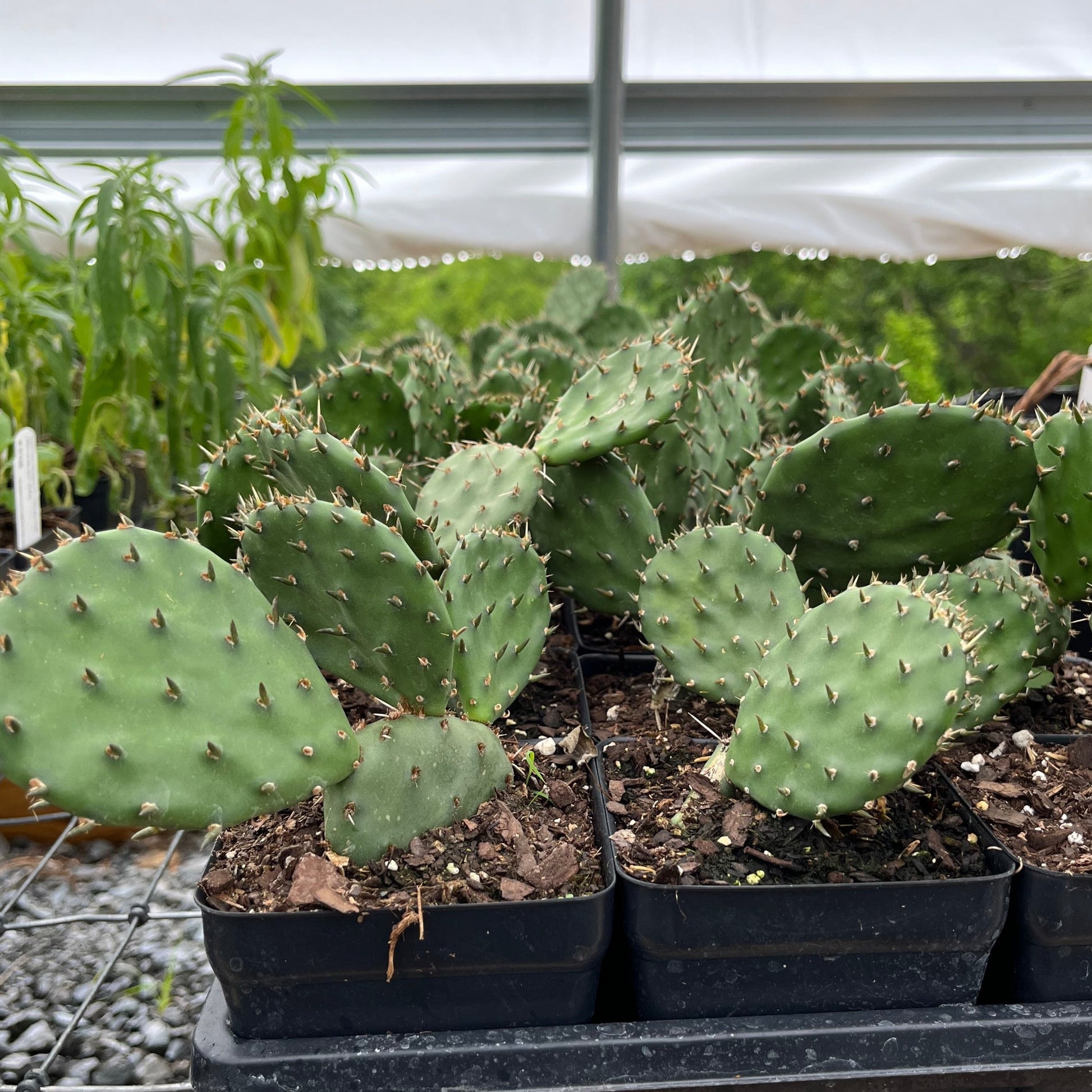 cactus aka prickly pear Eastern Prickly Pear Cactus Plant for Sale