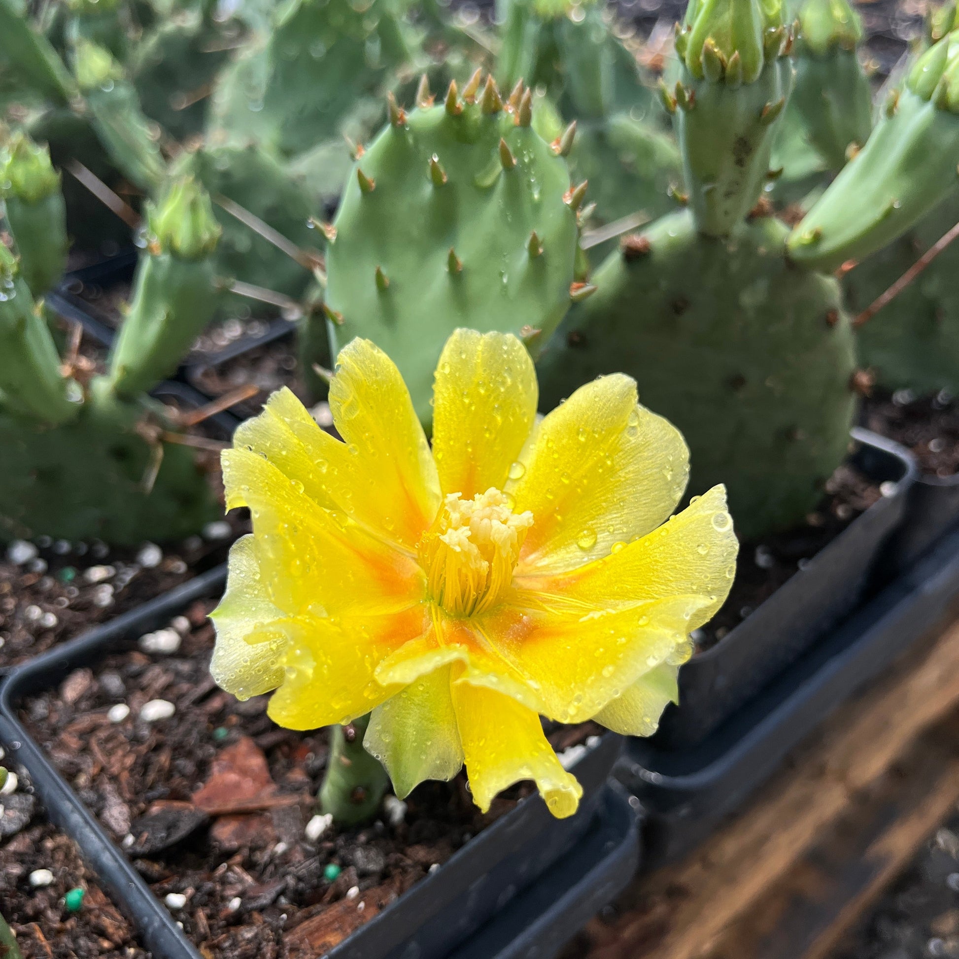 buy eastern prickly pear cactus Opuntia humifusa