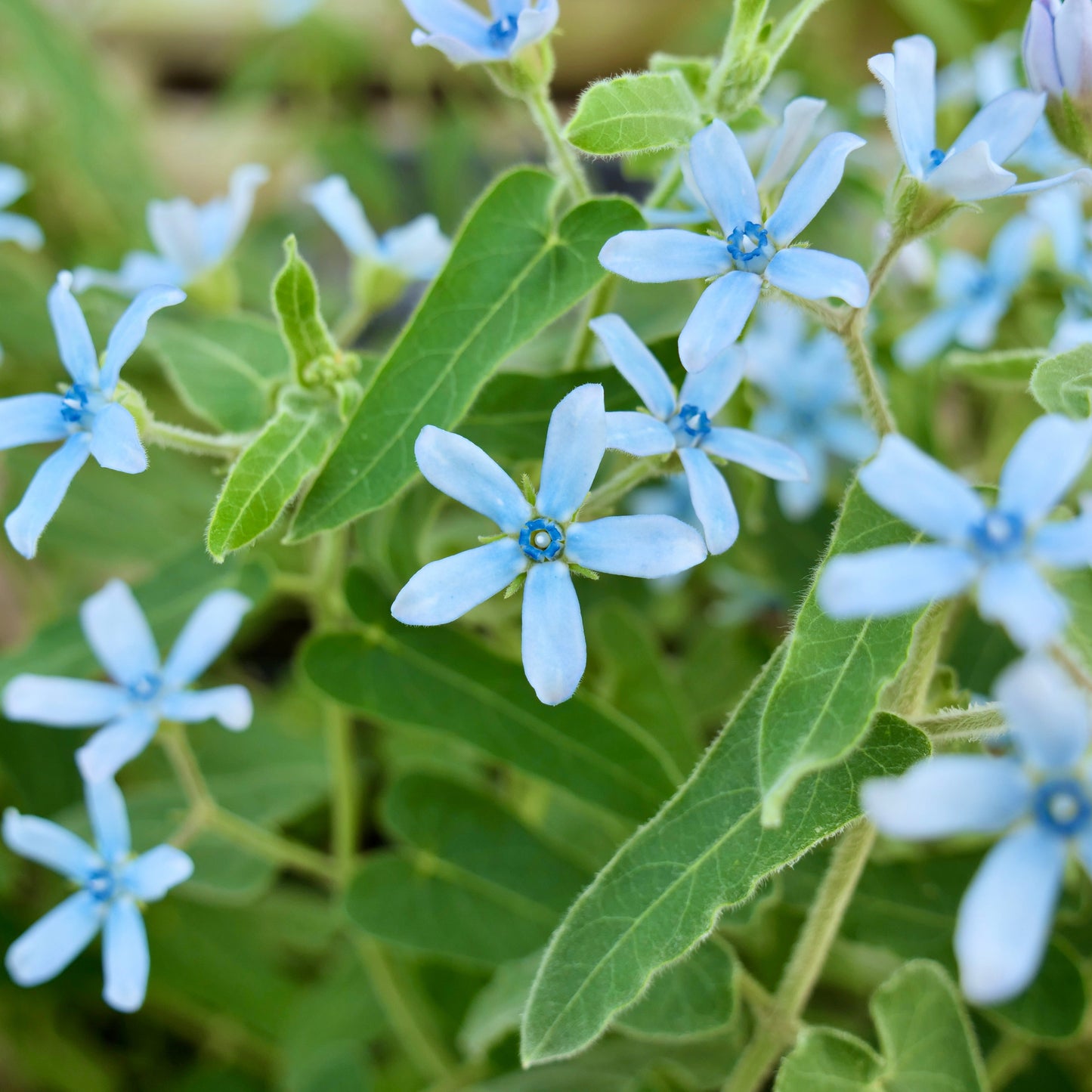 Oxypetalum coeruleum 'Heaven Born'