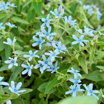 Oxypetalum coeruleum 'Heaven Born'