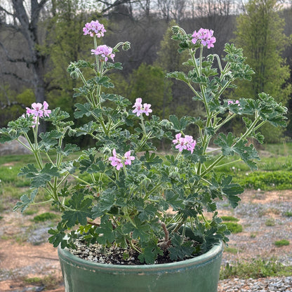 Pelargonium graveolens 'True Rose'