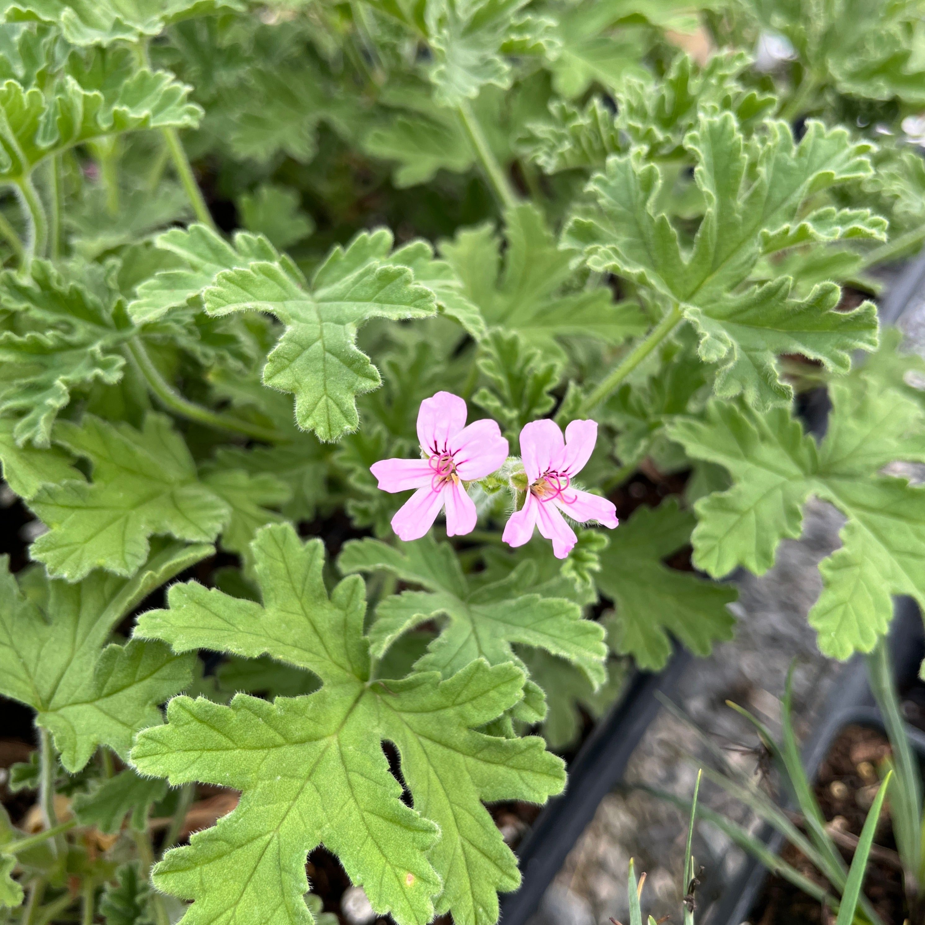 Rose-Scented Geranium Plant for Sale - Pelargonium graveolens 'True ...