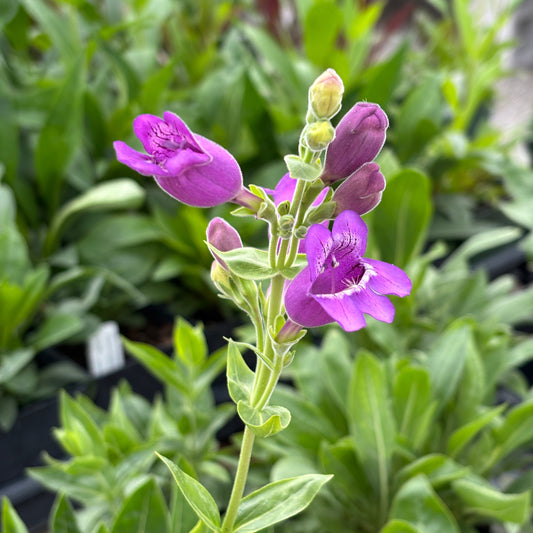 Penstemon cobaea