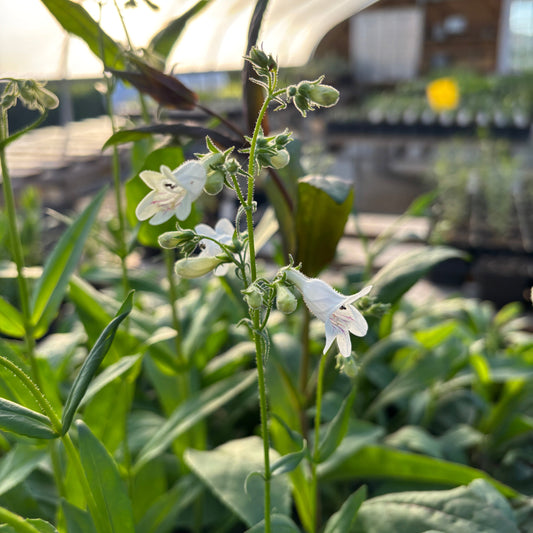 Penstemon digitalis