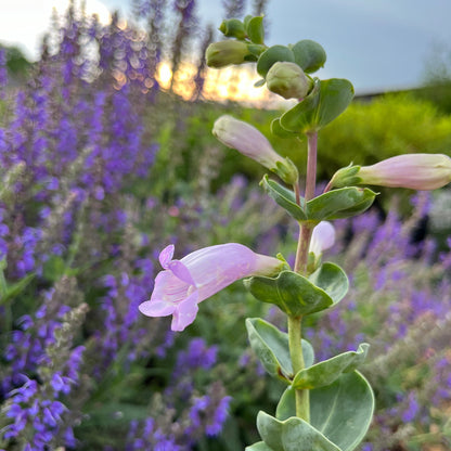 closeup of penstemon grandiflorus flowers