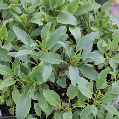 Penstemon palmeri