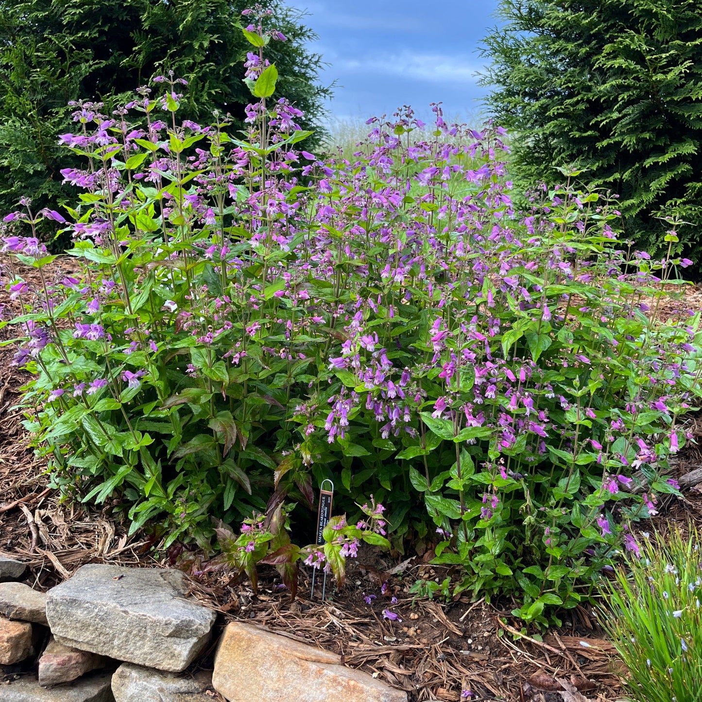 planting of penstemon smallii