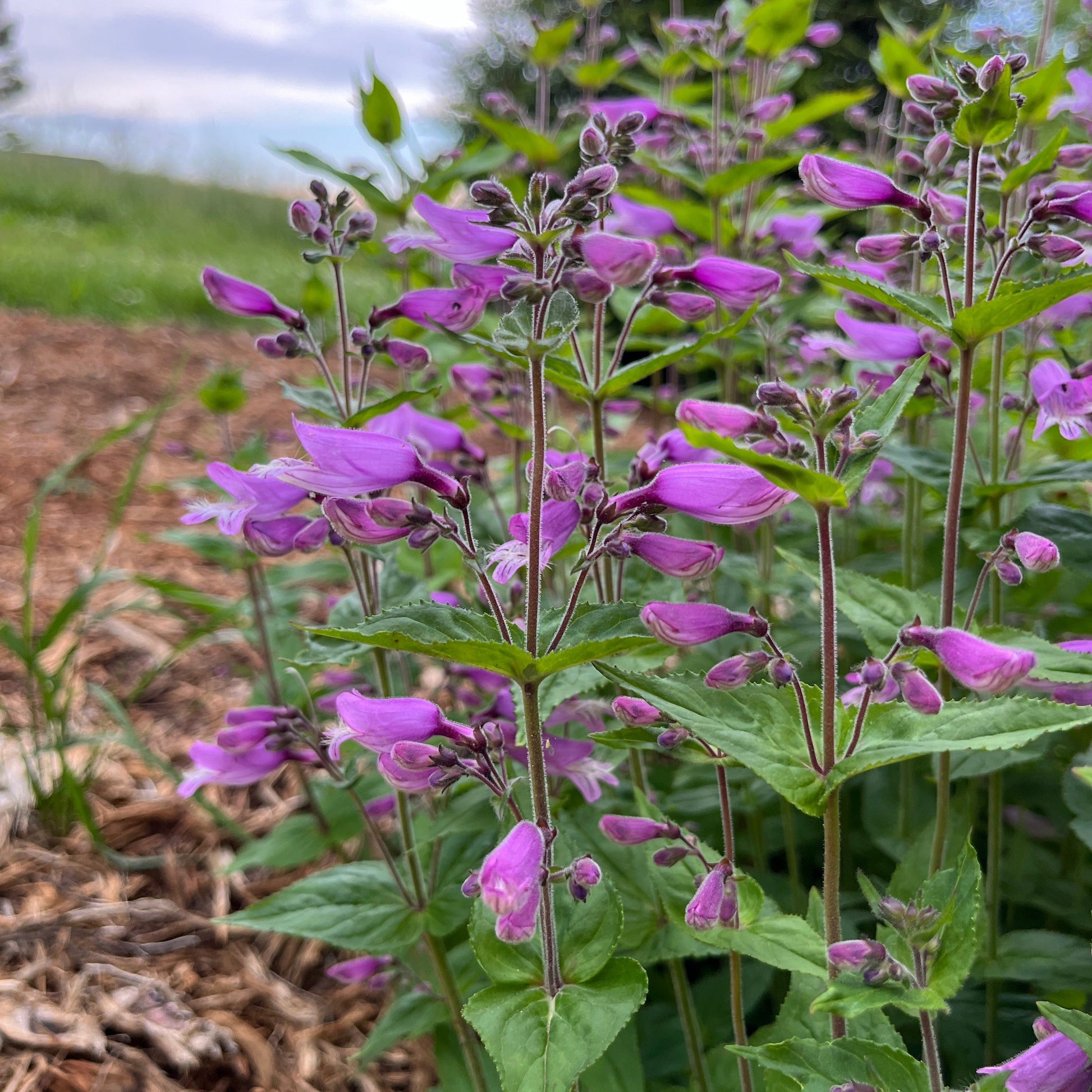 closeup of penstemon smallii flowers