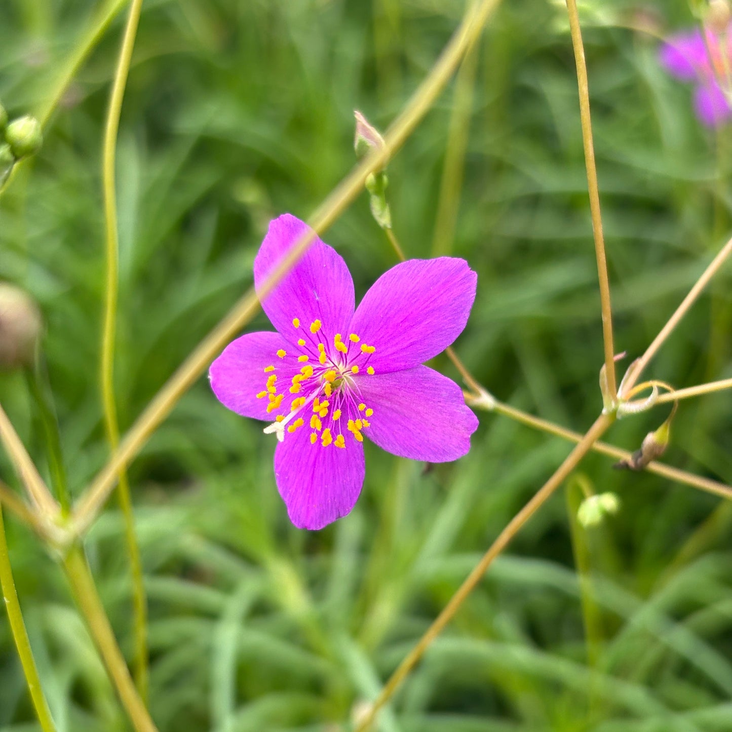 Phemeranthus calycinus