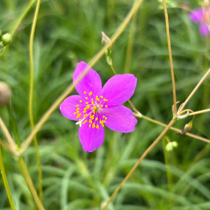 Phemeranthus calycinus