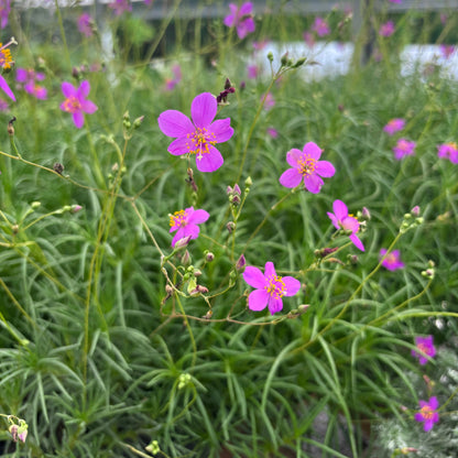 Phemeranthus calycinus