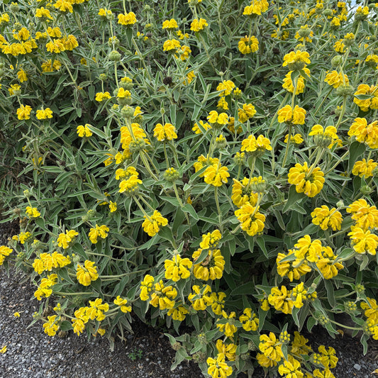 Phlomis fruticosa