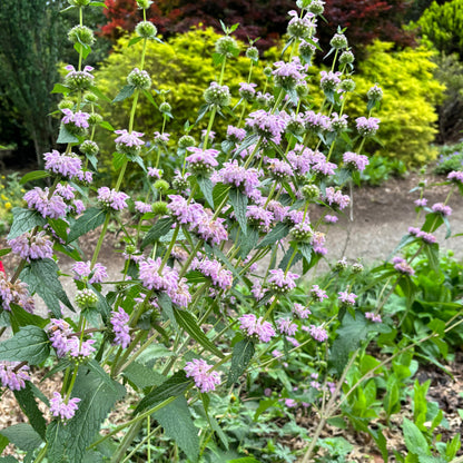 Phlomis tuberosa