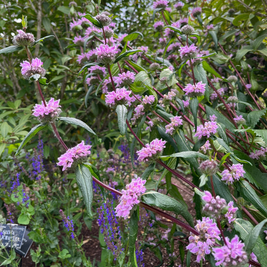 Phlomis tuberosa