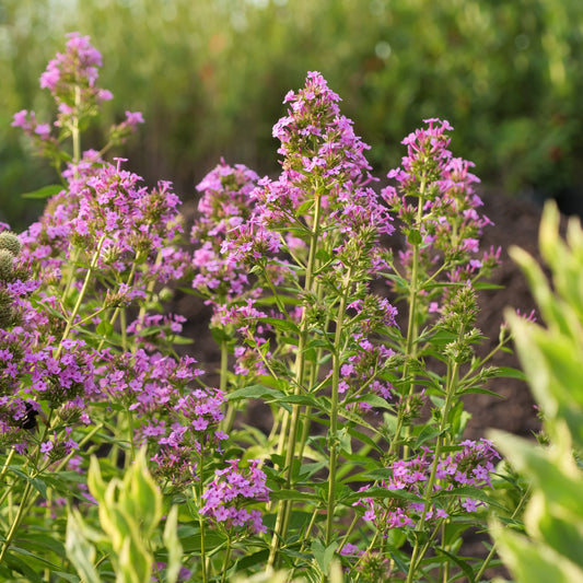 Phlox paniculata 'Jeana'