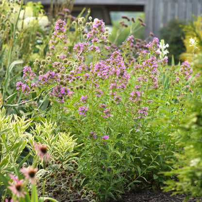Phlox paniculata 'Jeana'