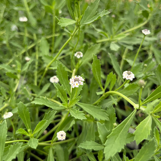 Phyla nodiflora