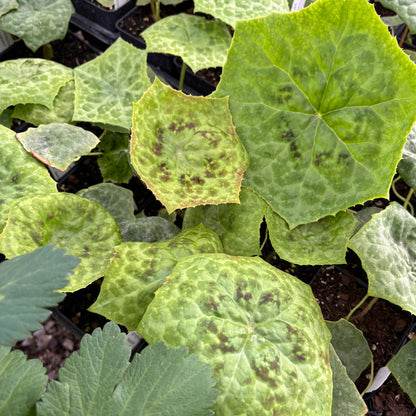 Podophyllum 'Spotty Dotty'