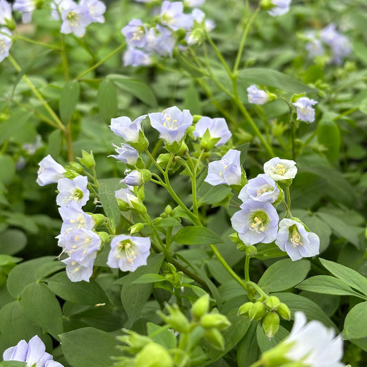 Polemonium reptans
