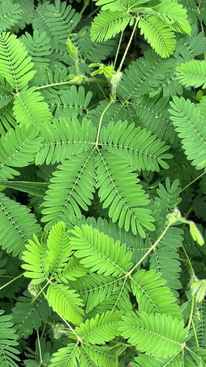 Mimosa pudica