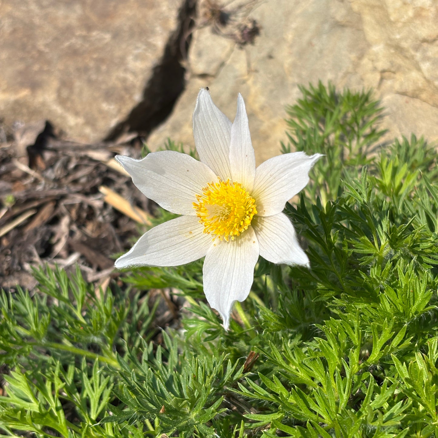 Pulsatilla vulgaris 'Alba'